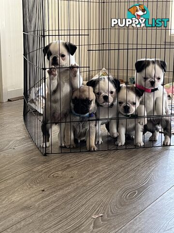 Pug puppies