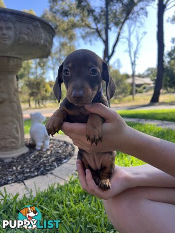 Miniature dachshund