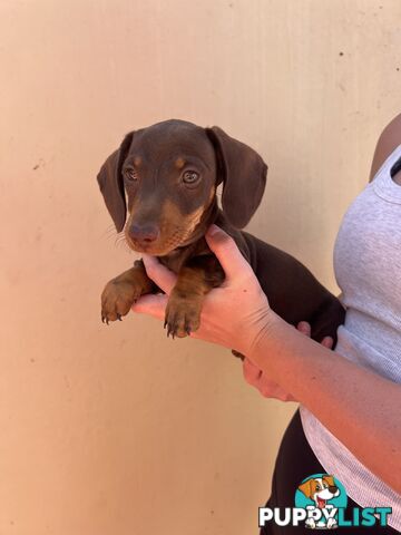 Miniature dachshund