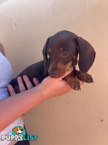 Miniature dachshund