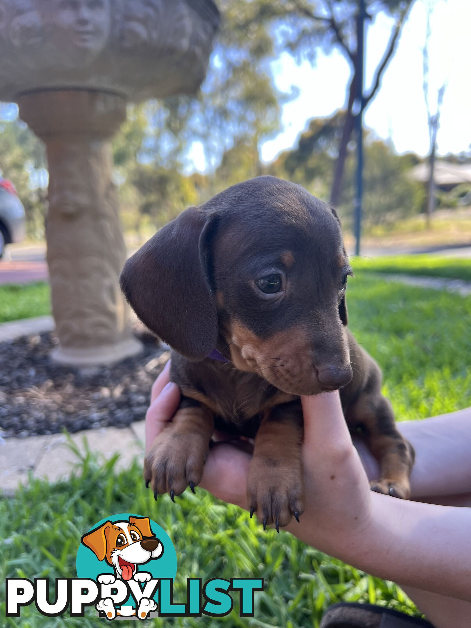 Miniature dachshund