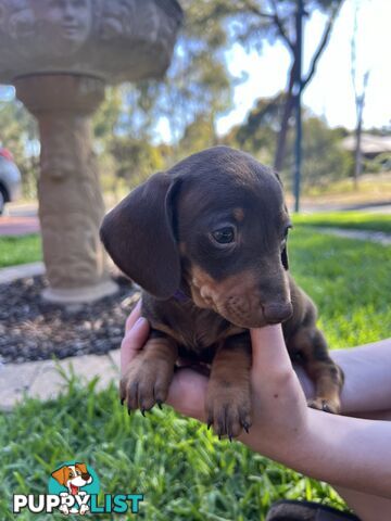 Miniature dachshund