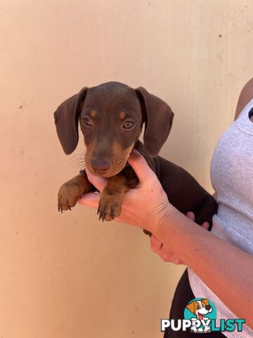 Miniature dachshund