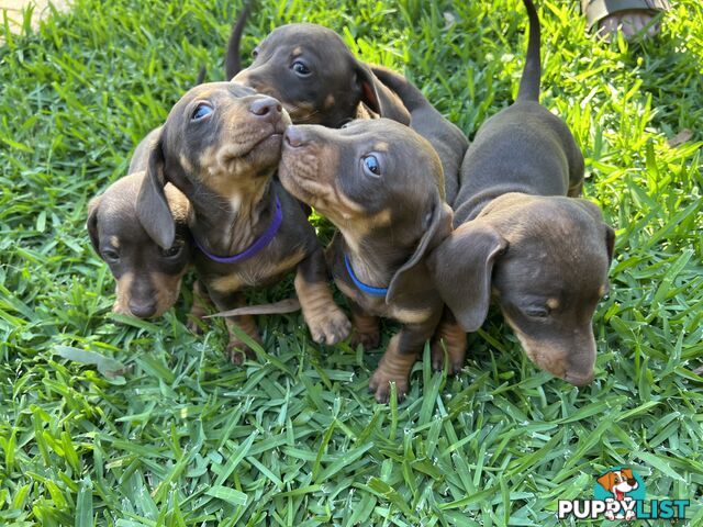 Miniature dachshund