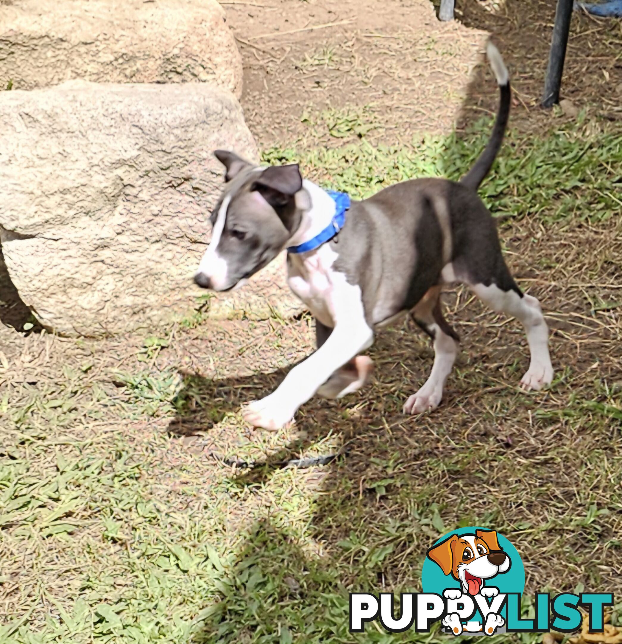 Italian Greyhound Puppy