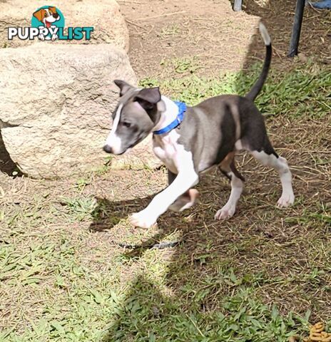 Italian Greyhound Puppy