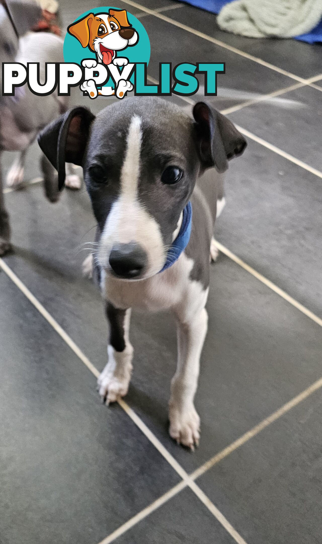 Italian Greyhound Puppy