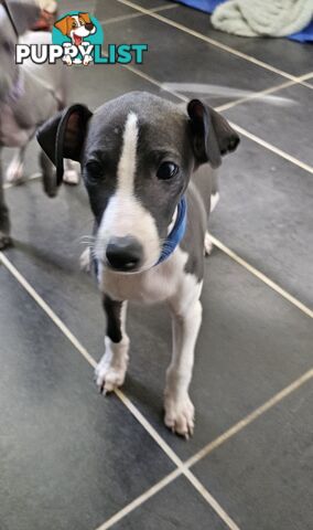 Italian Greyhound Puppy