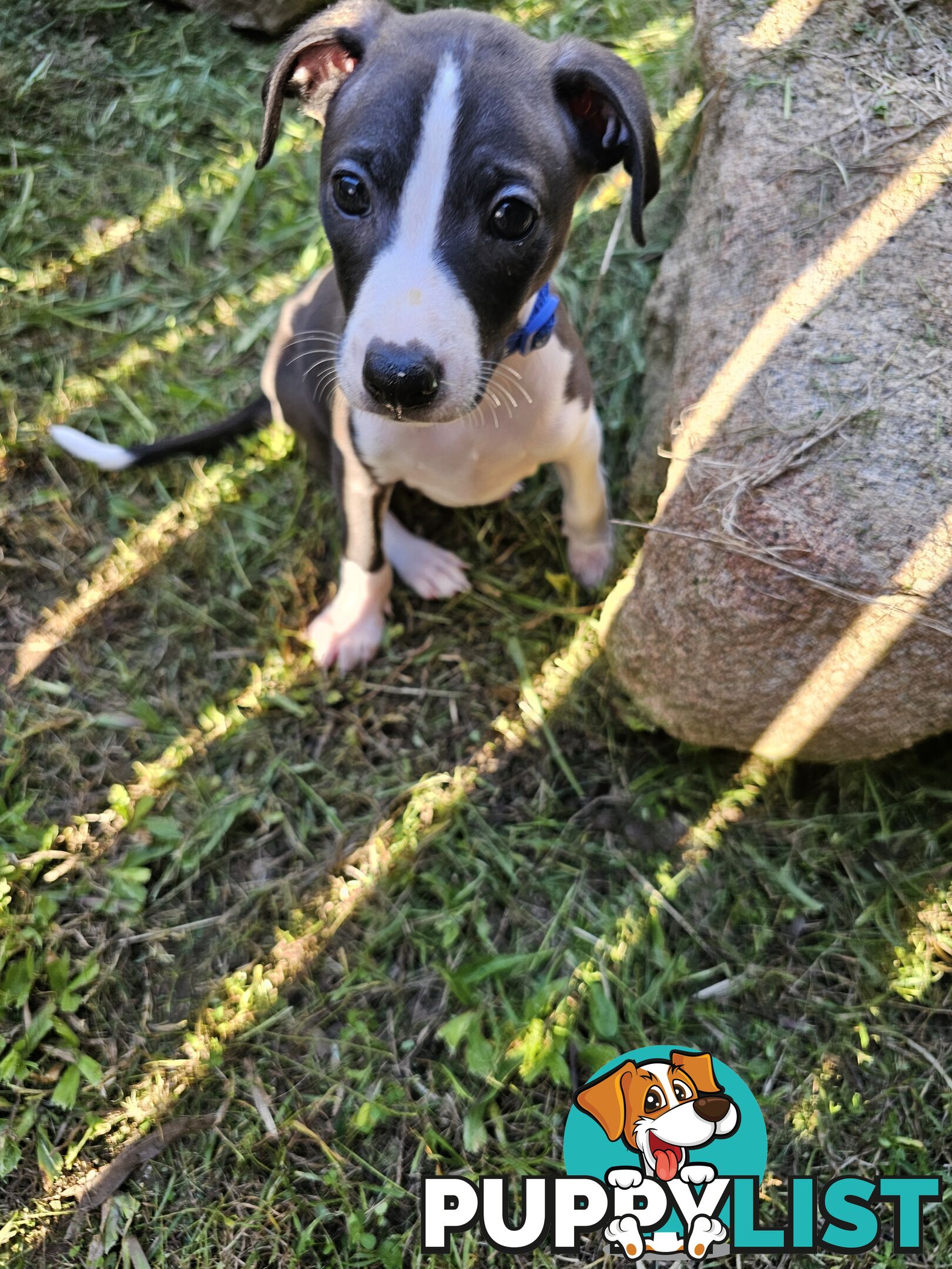 Italian Greyhound Puppy