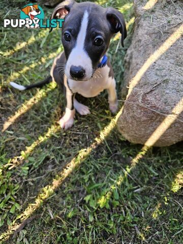Italian Greyhound Puppy