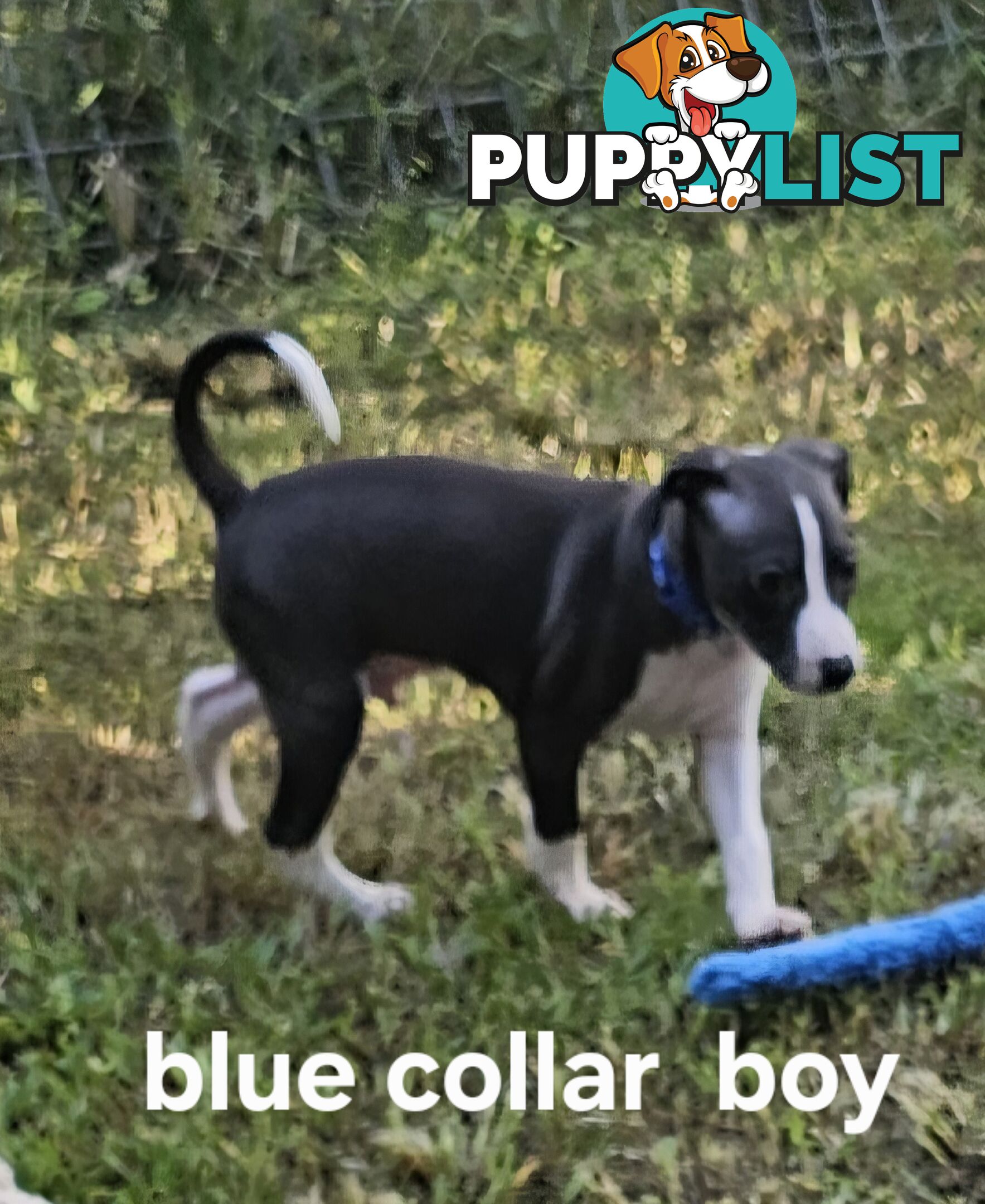 Italian Greyhound Puppy