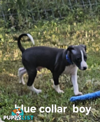Italian Greyhound Puppy