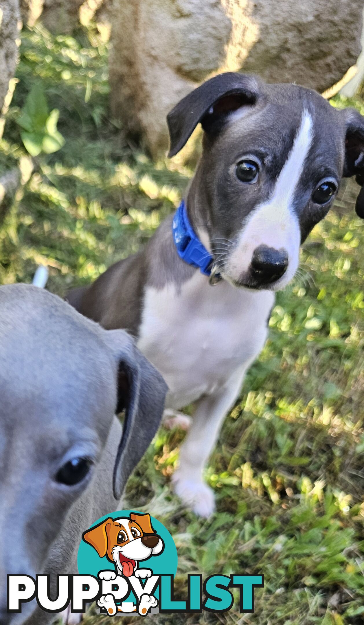 Italian Greyhound Puppy
