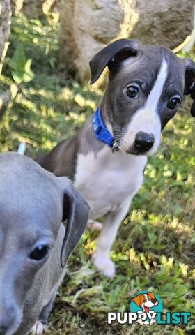 Italian Greyhound Puppy