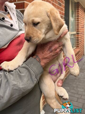 Golden Labrador Pup