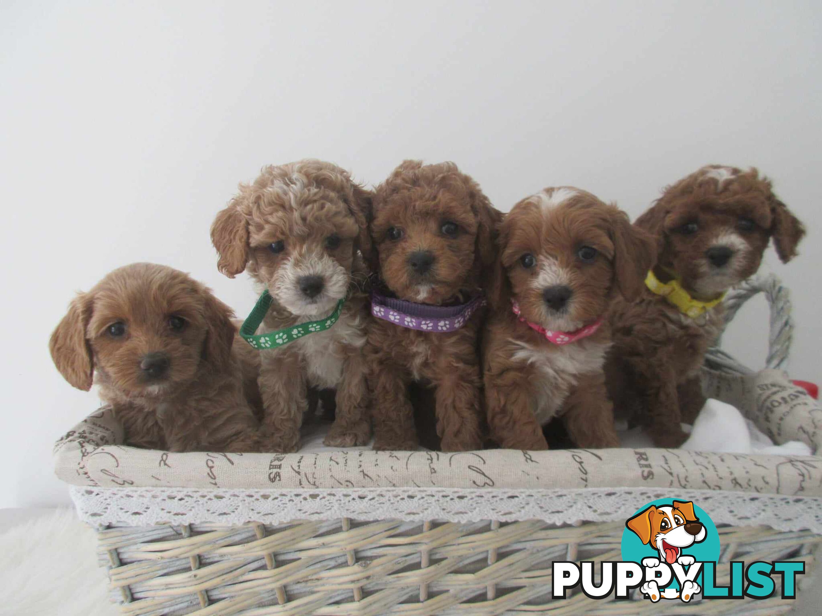 Stud dog Red Toy Poodle stud services