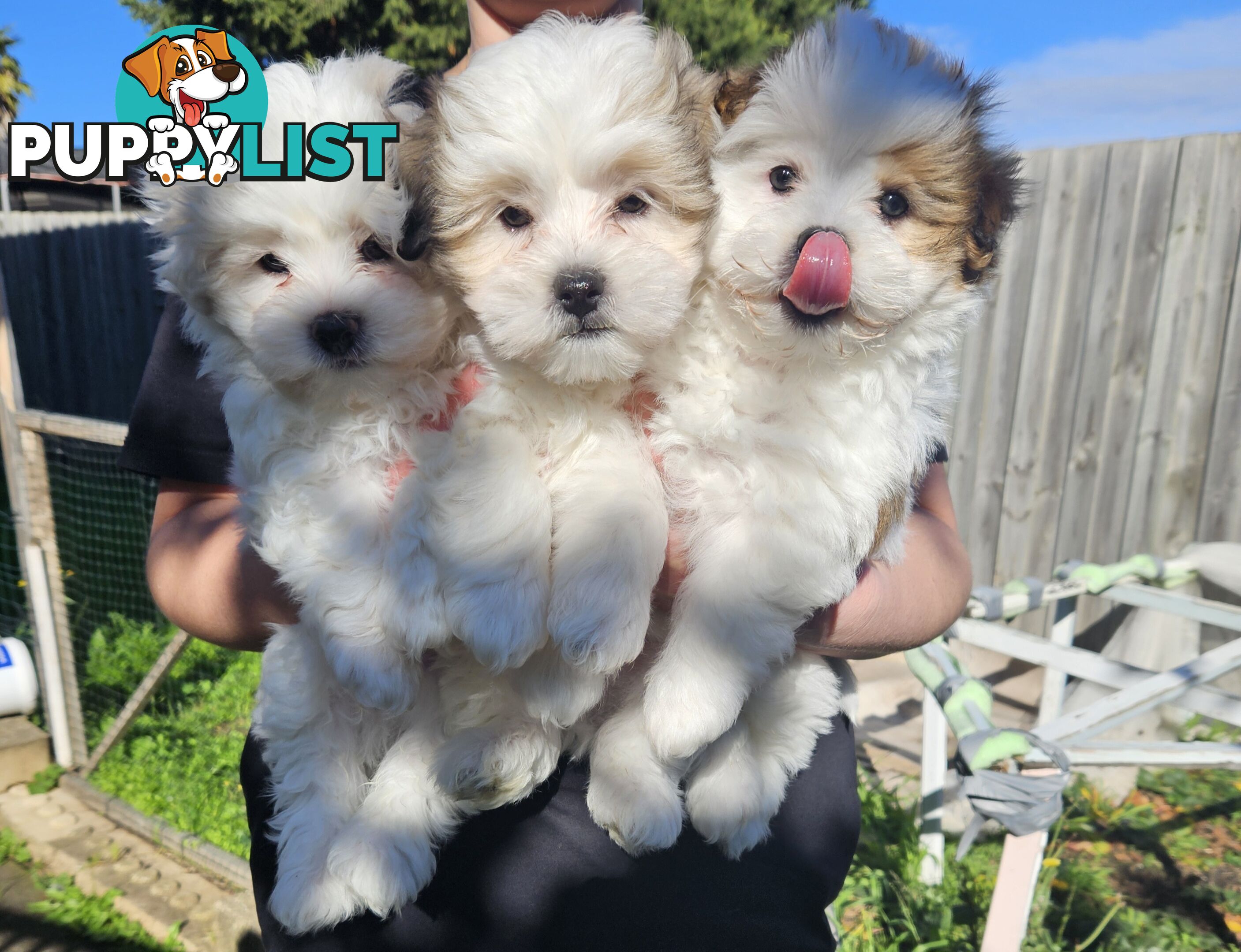 Maltese Shih Tzu Puppies