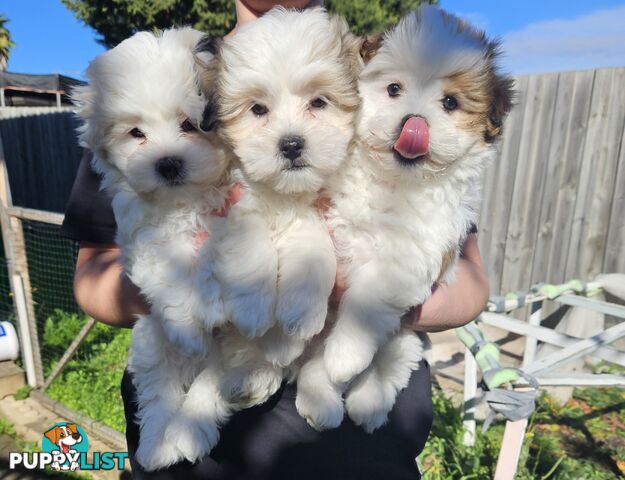 Maltese Shih Tzu Puppies