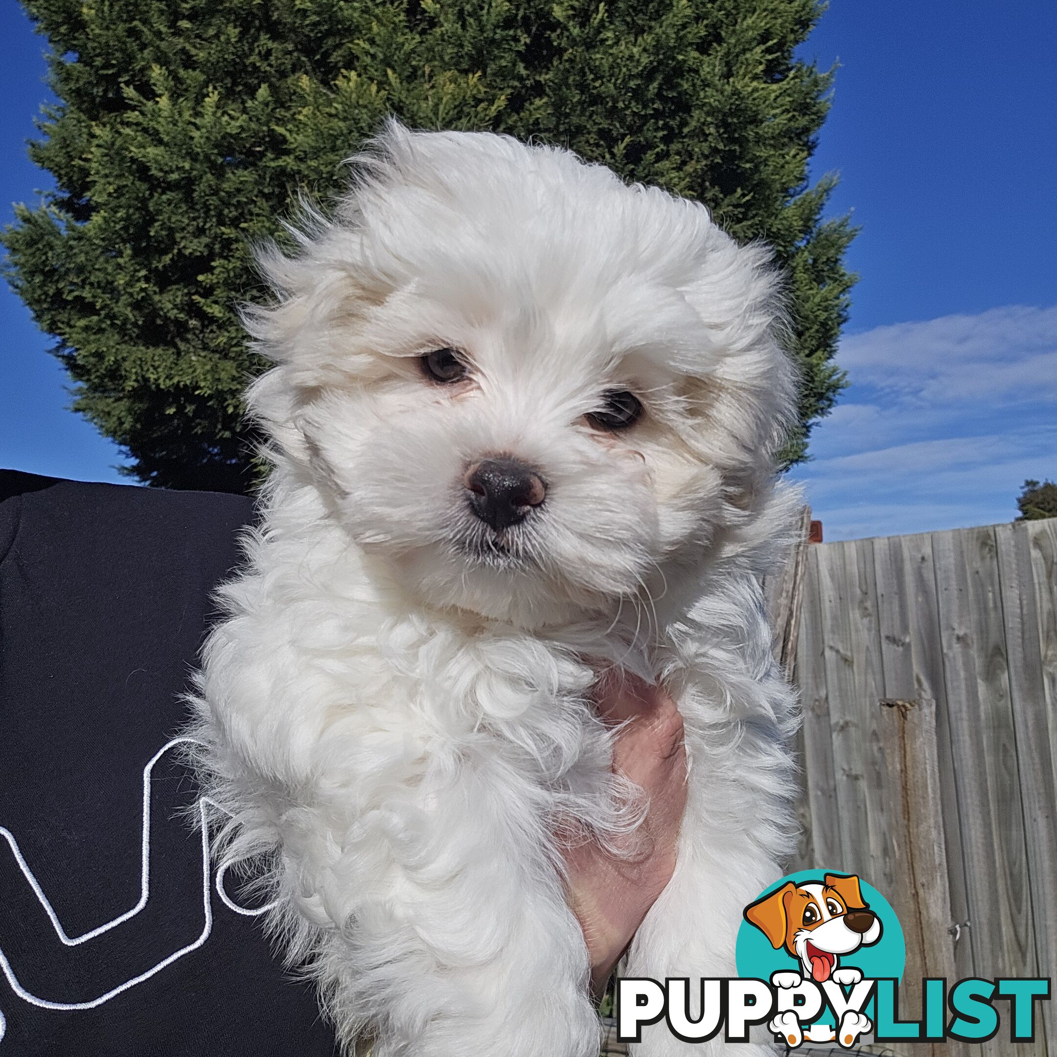 Maltese Shih Tzu Puppies
