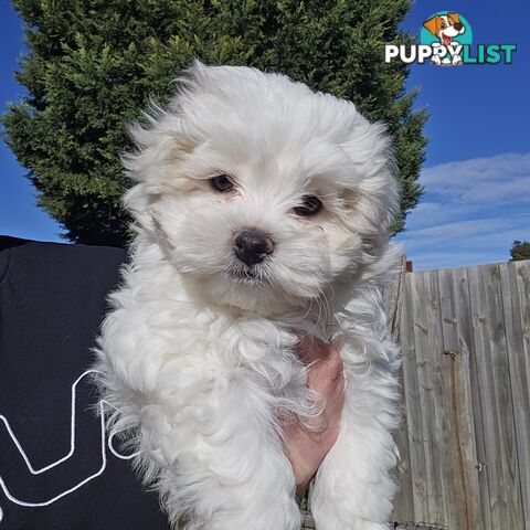 Maltese Shih Tzu Puppies