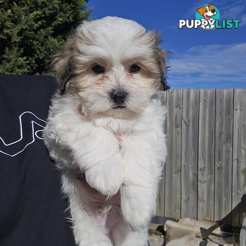 Maltese Shih Tzu Puppies