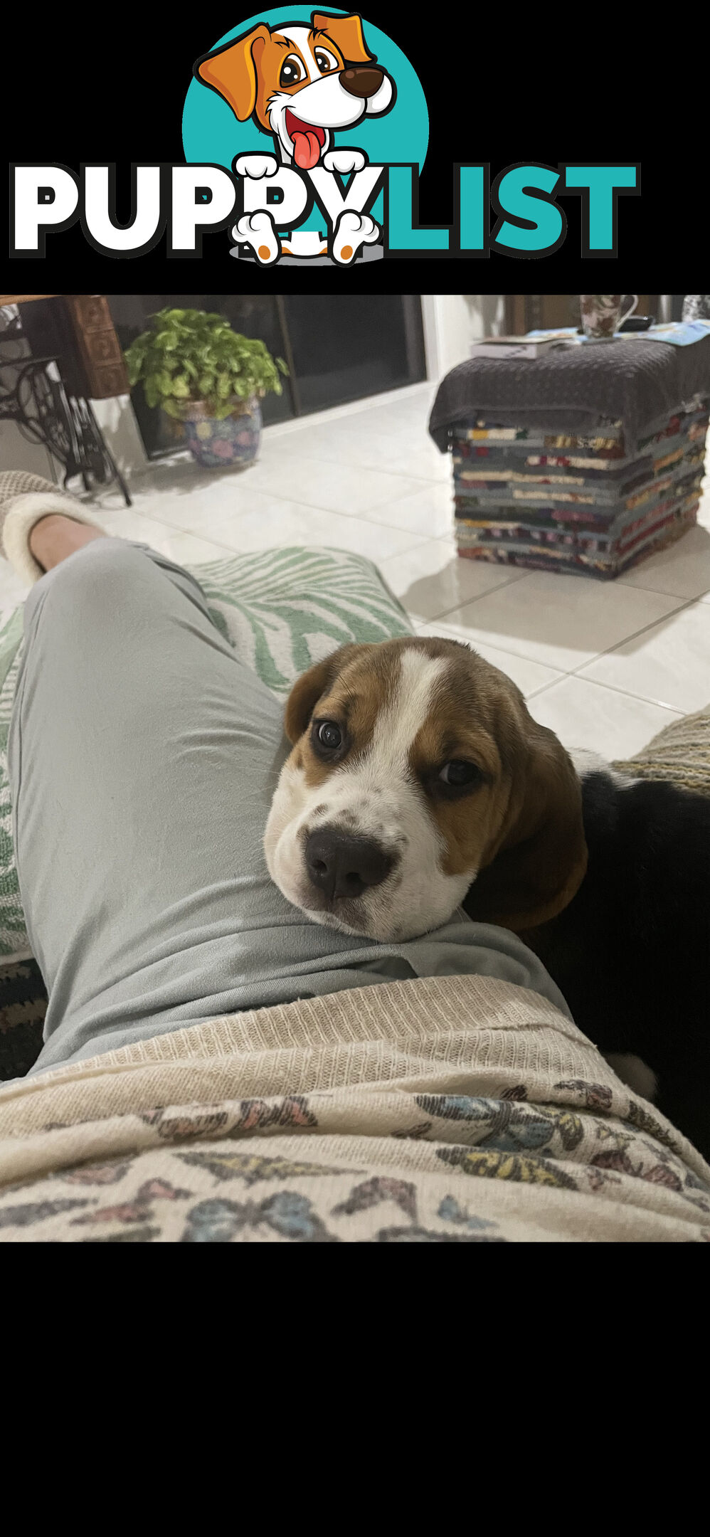 Purebred Female Beagle Puppy