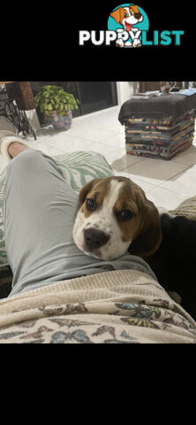 Purebred Female Beagle Puppy