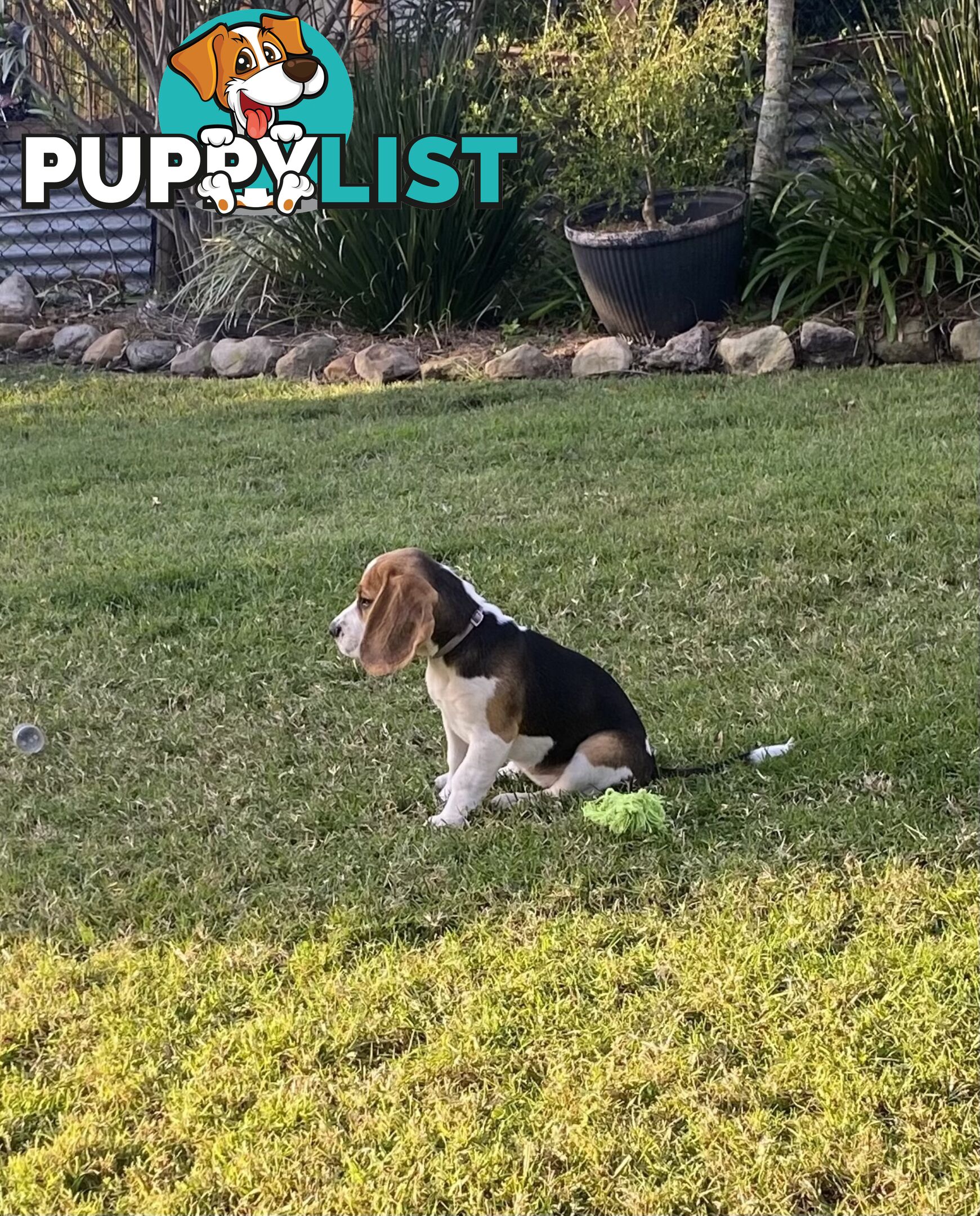 Purebred Female Beagle Puppy