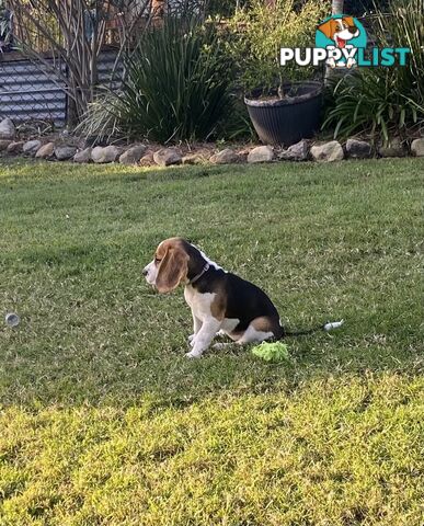 Purebred Female Beagle Puppy