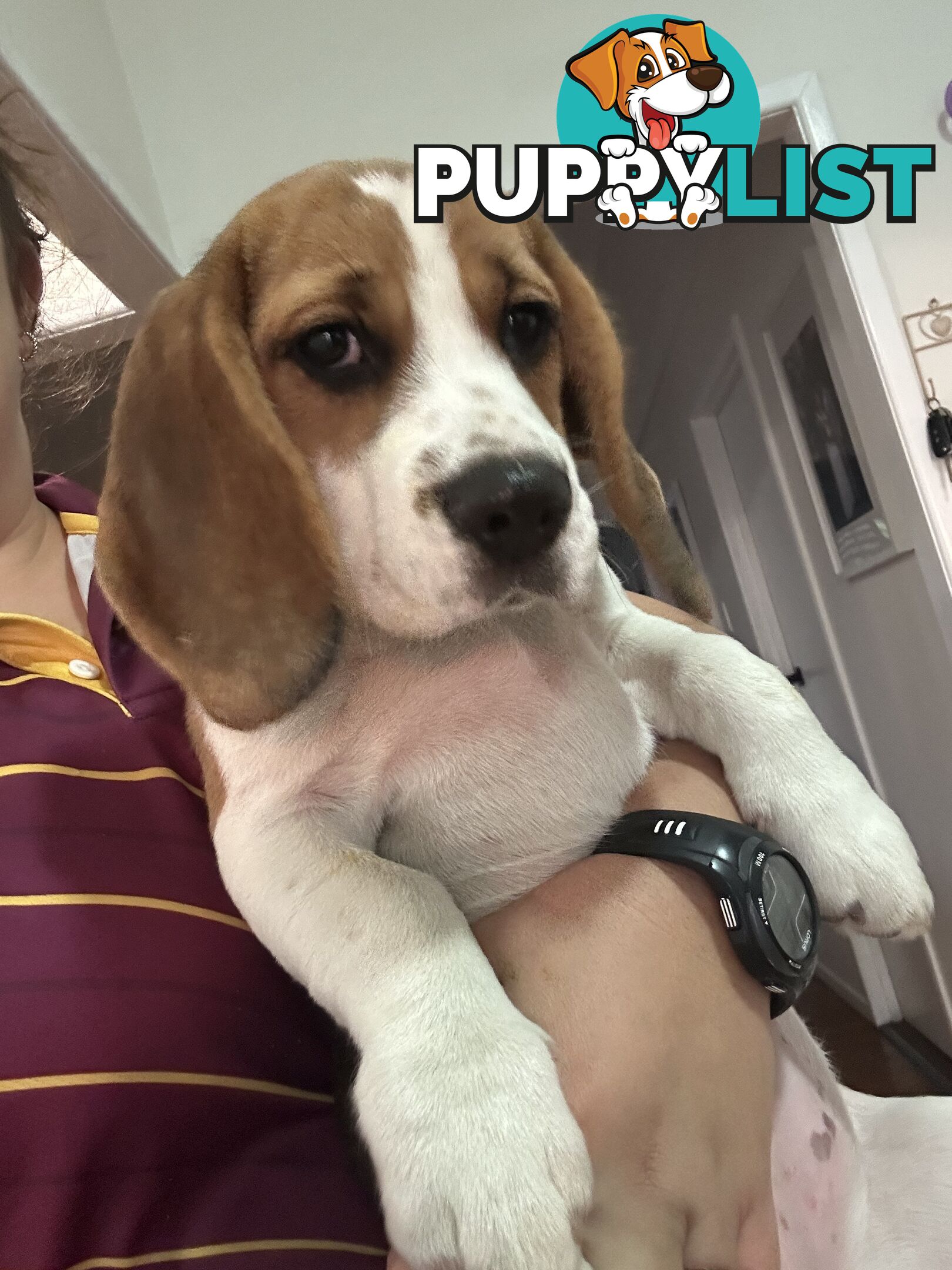 Purebred Female Beagle Puppy