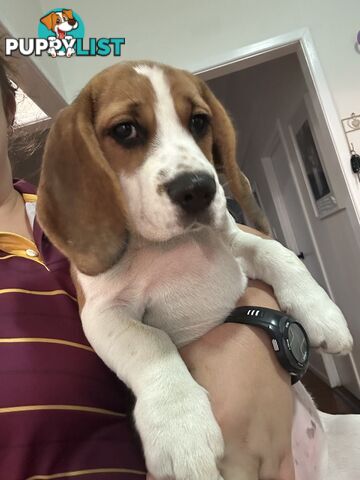 Purebred Female Beagle Puppy