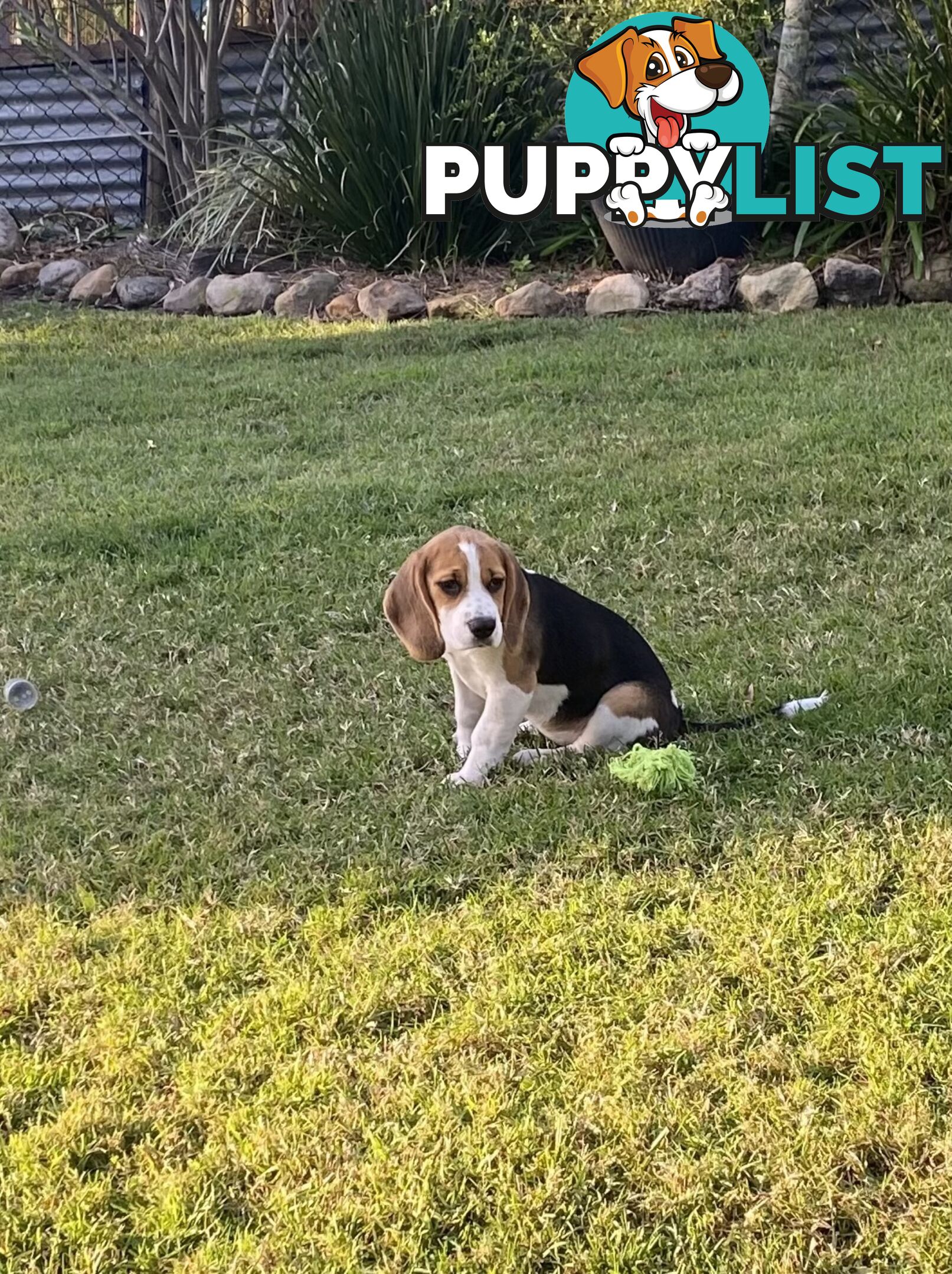 Purebred Female Beagle Puppy