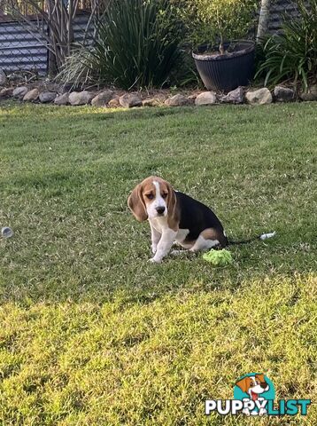 Purebred Female Beagle Puppy