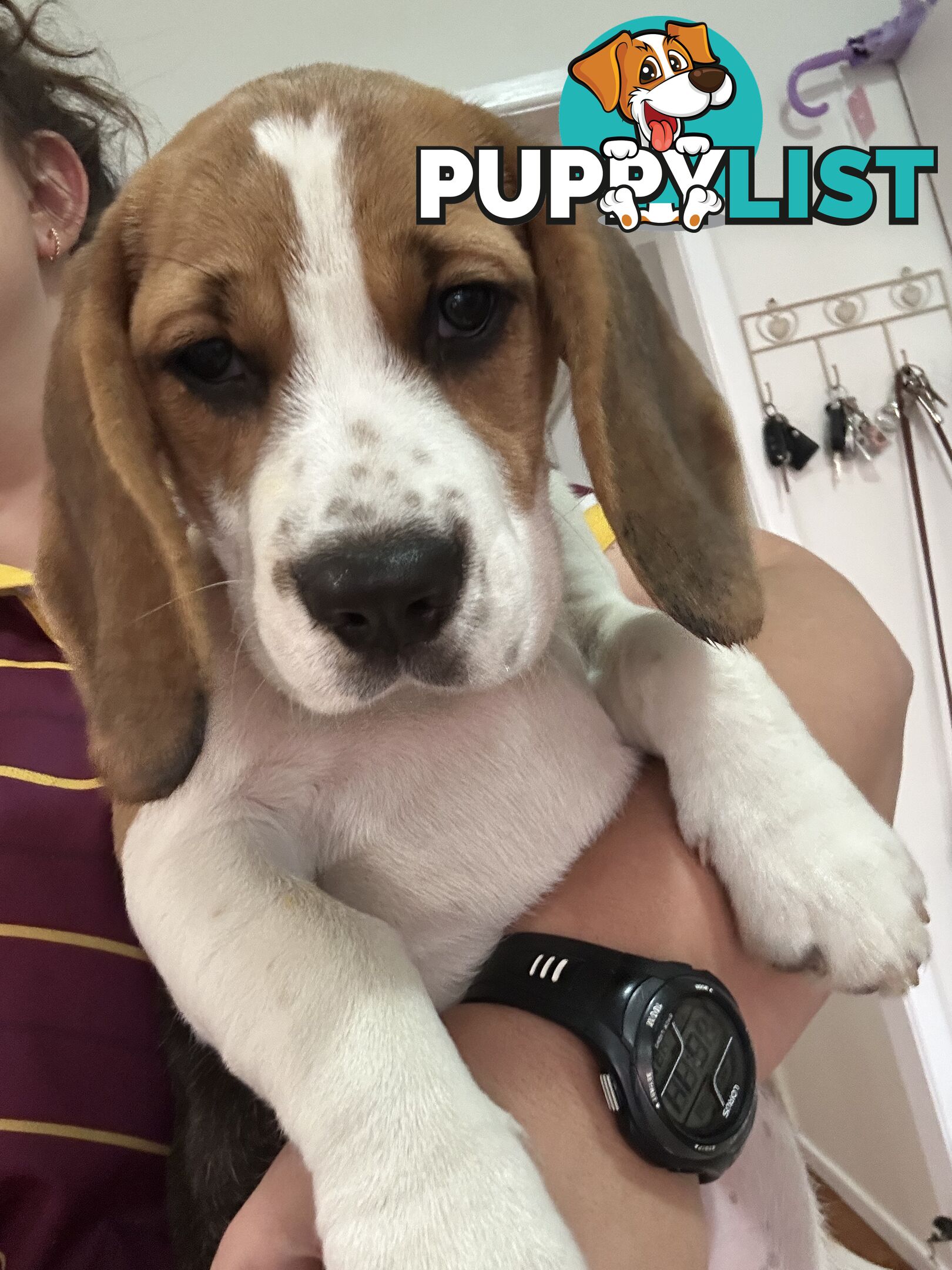 Purebred Female Beagle Puppy