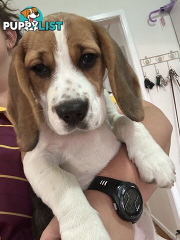 Purebred Female Beagle Puppy