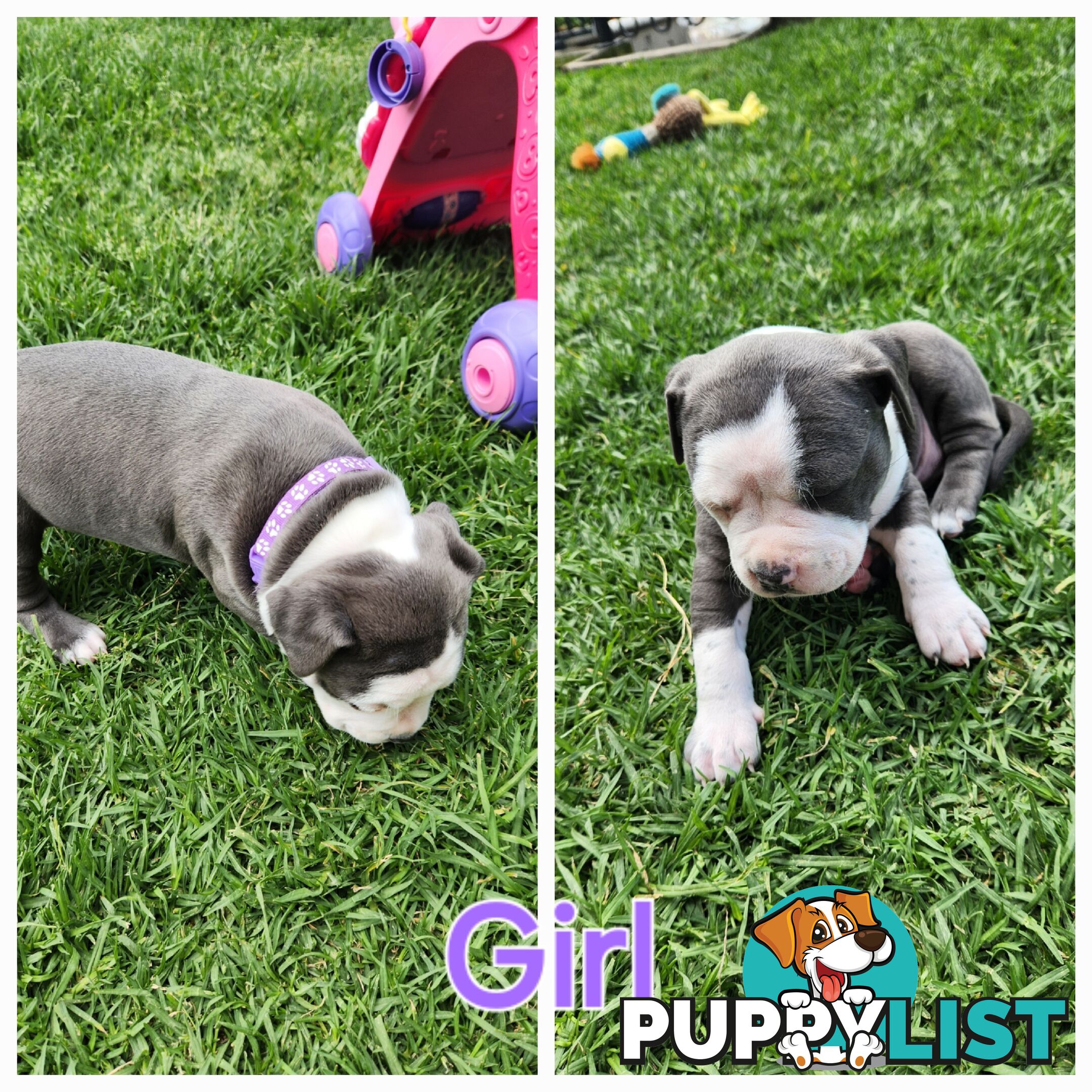 Pure bred Blue American Staffy pups