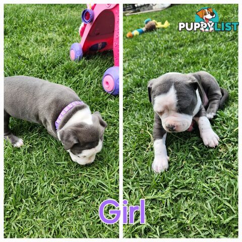 Pure bred Blue American Staffy pups