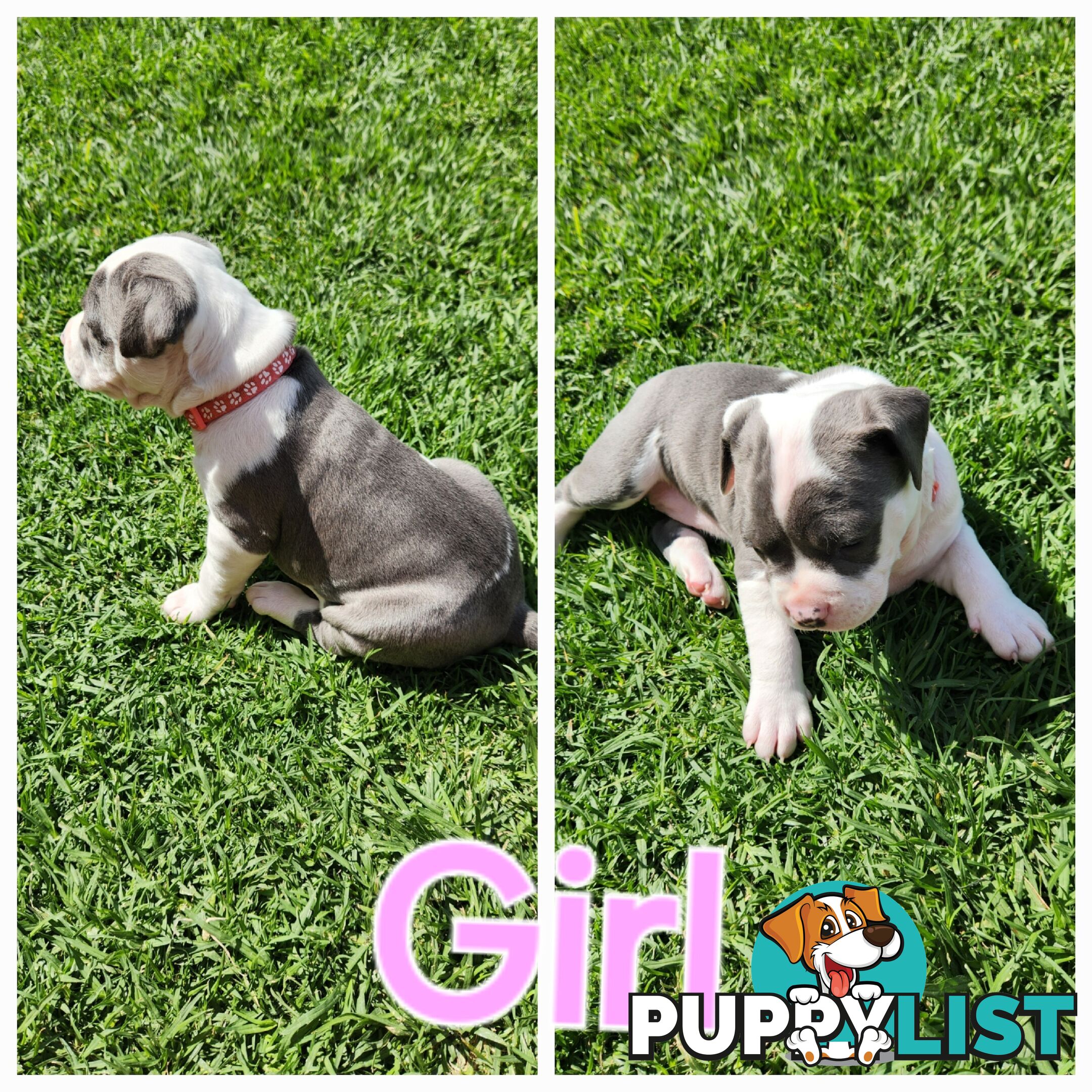 Pure bred Blue American Staffy pups