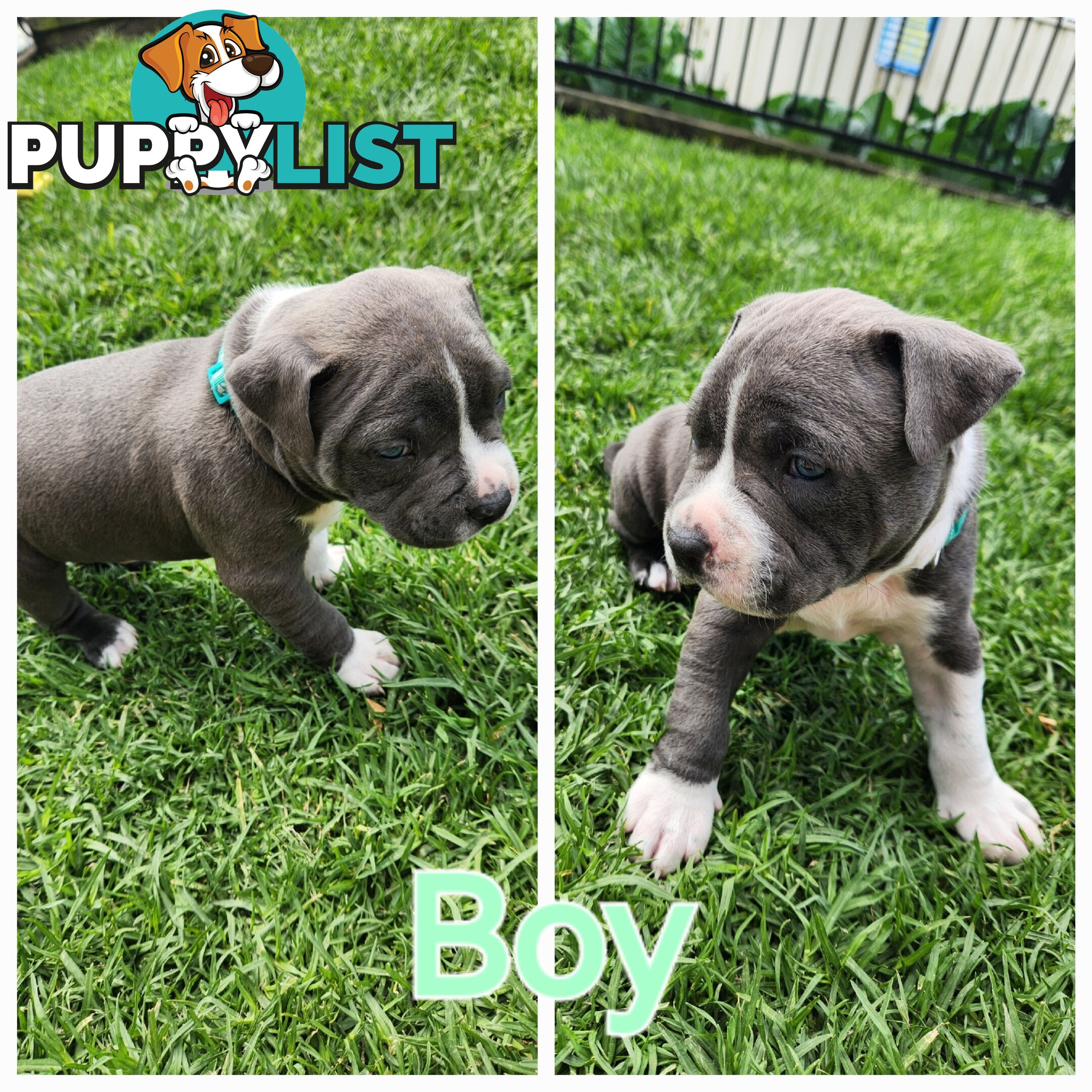 Pure bred Blue American Staffy pups