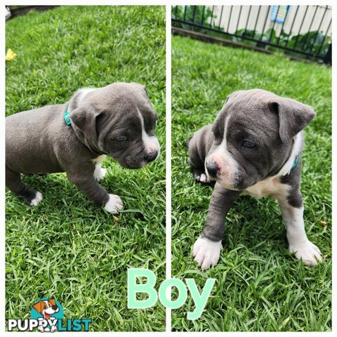 Pure bred Blue American Staffy pups