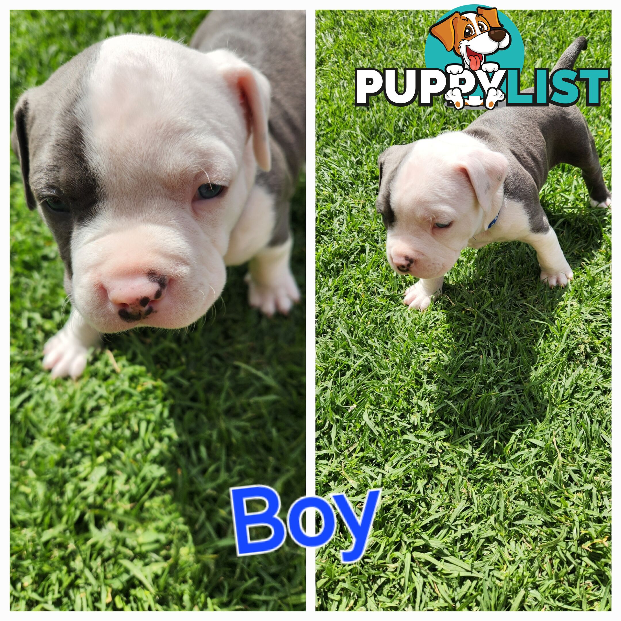 Pure bred Blue American Staffy pups