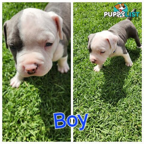 Pure bred Blue American Staffy pups