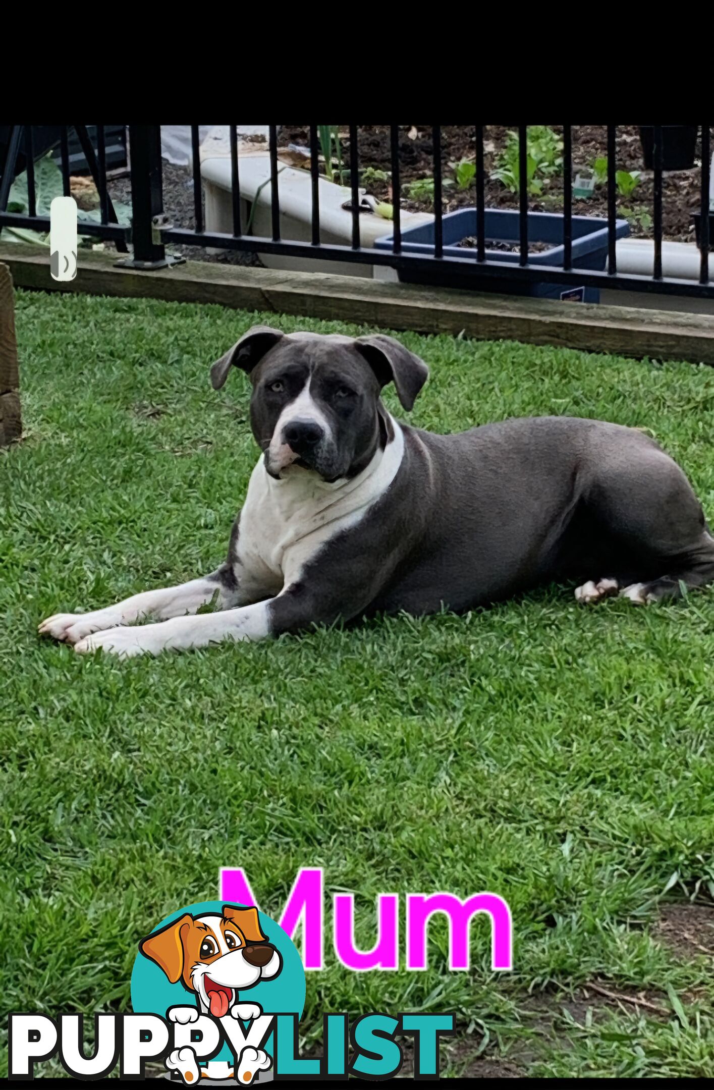 Pure bred Blue American Staffy pups