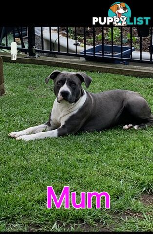 Pure bred Blue American Staffy pups