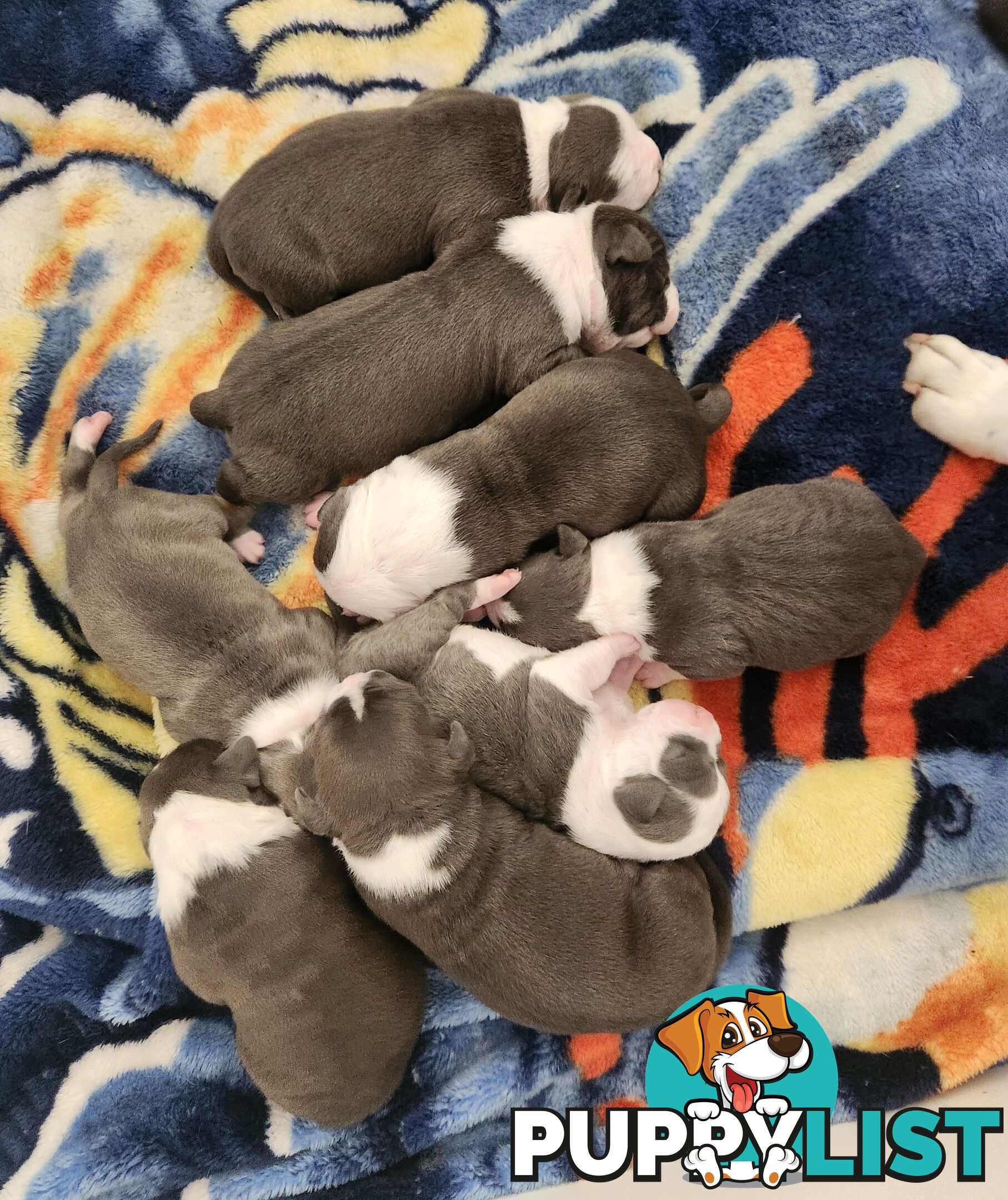 Pure bred Blue American Staffy pups