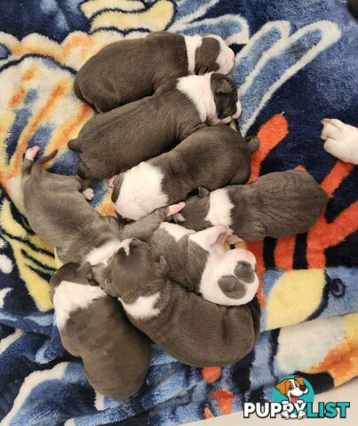 Pure bred Blue American Staffy pups