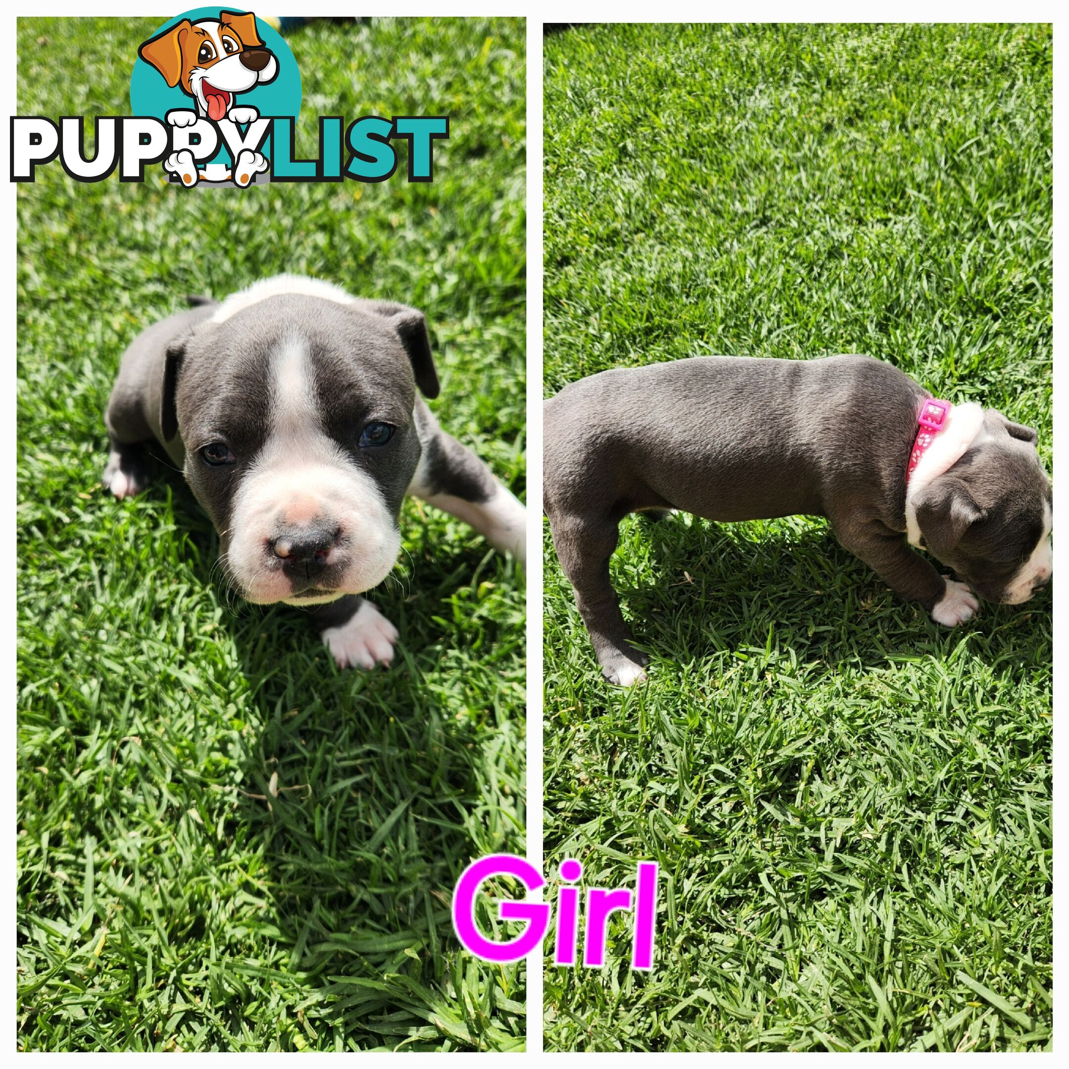 Pure bred Blue American Staffy pups