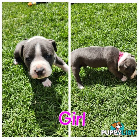 Pure bred Blue American Staffy pups