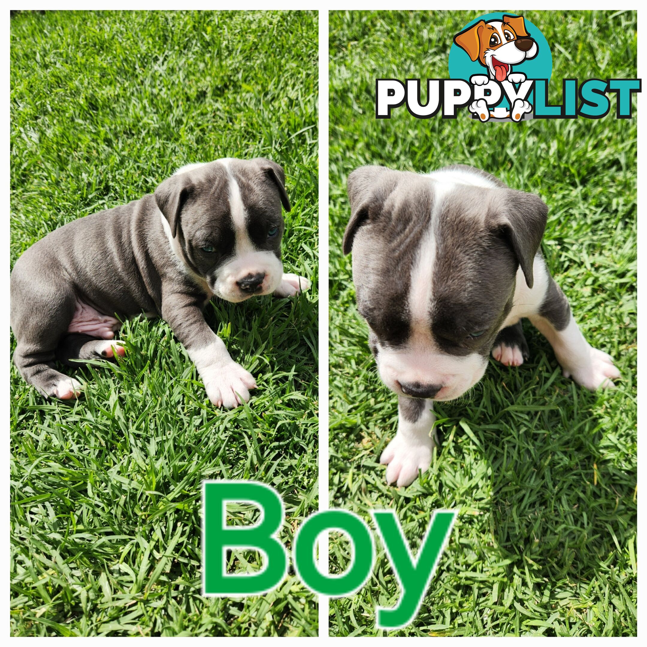 Pure bred Blue American Staffy pups