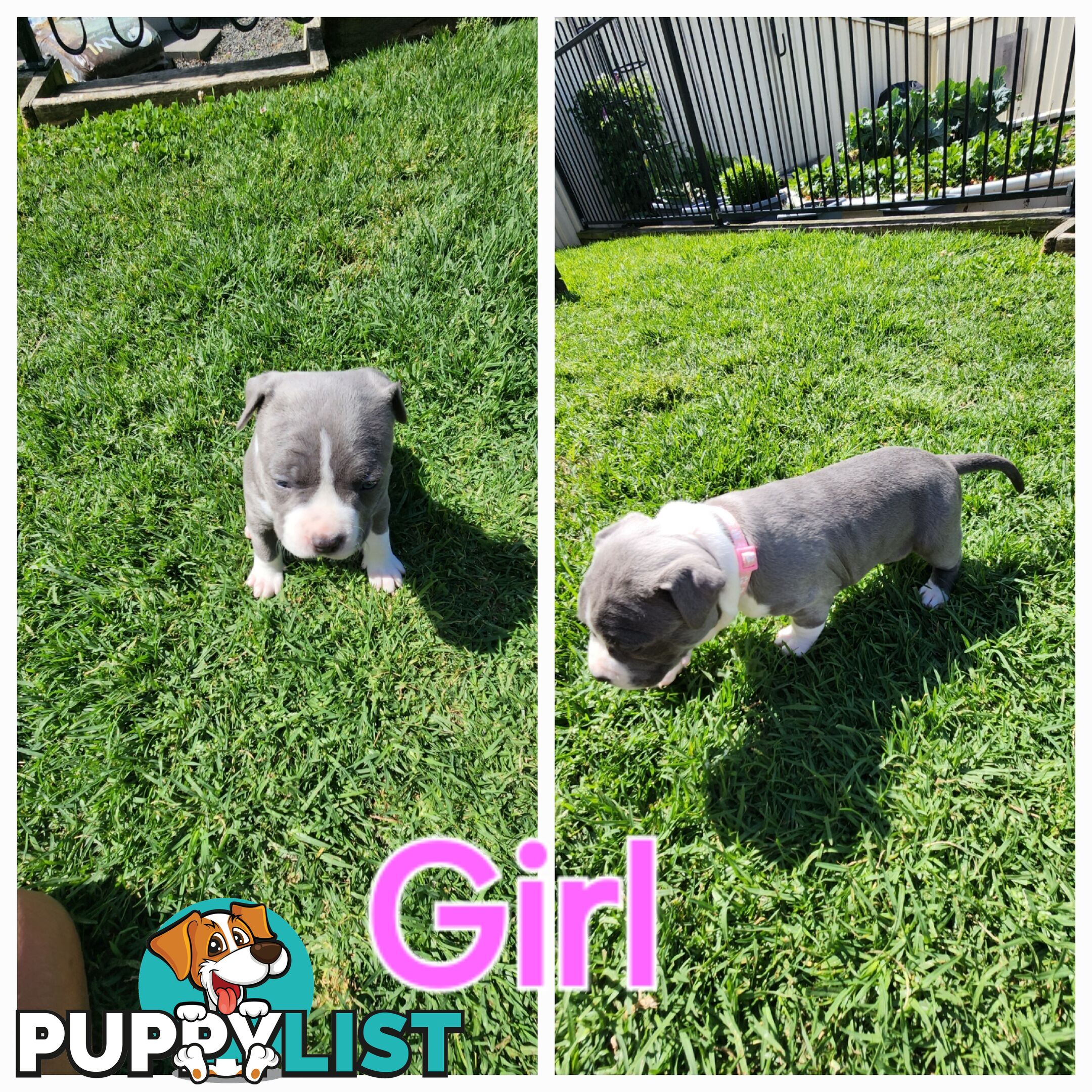 Pure bred Blue American Staffy pups